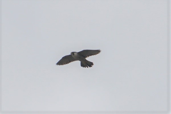 Photo of Peregrine Falcon at 千代川 by マル