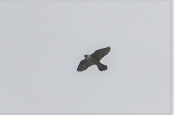 Peregrine Falcon 千代川 Fri, 2/15/2019