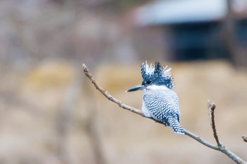 Crested Kingfisher 気仙郡 Sat, 1/26/2019