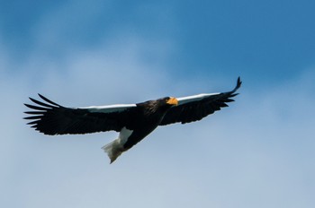 Steller's Sea Eagle 志津川 Sun, 1/27/2019