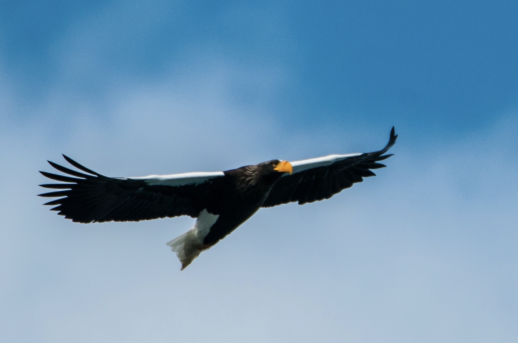 Photo of Steller's Sea Eagle at 志津川 by Keeeen