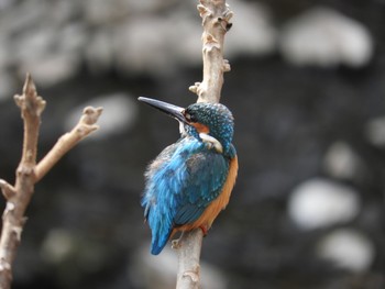 2019年2月15日(金) 町田市界隈の野鳥観察記録