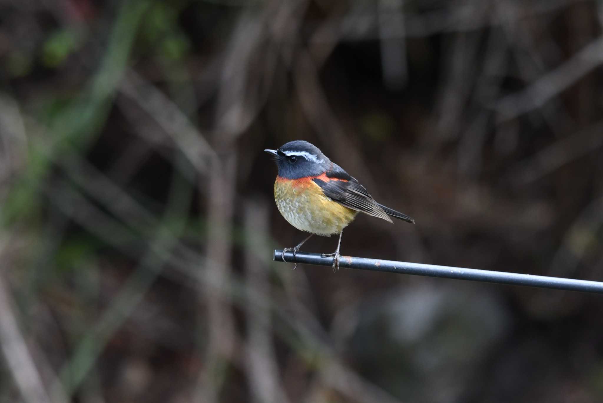 Collared Bush Robin