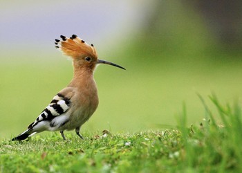 Eurasian Hoopoe Yonaguni Island Sun, 3/25/2007