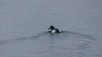 Common Goldeneye 勇払原野 Fri, 2/15/2019