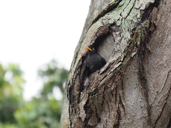 Mon, 10/30/2017 Birding report at Fort Canning Park (Singapore)