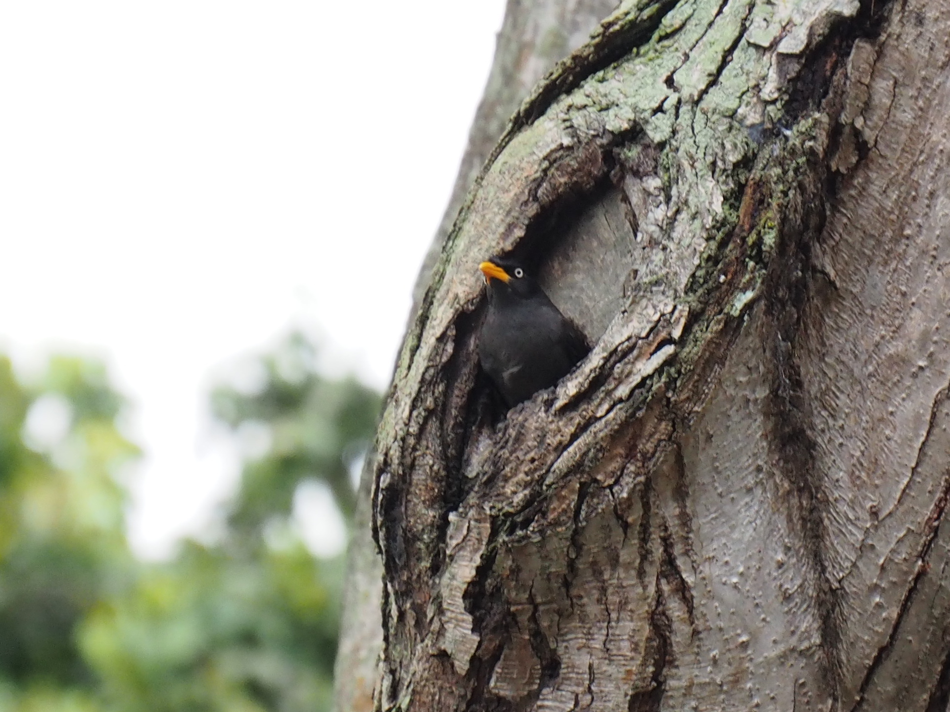 Javan Myna