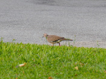 Spotted Dove Fort Canning Park (Singapore) Mon, 10/30/2017