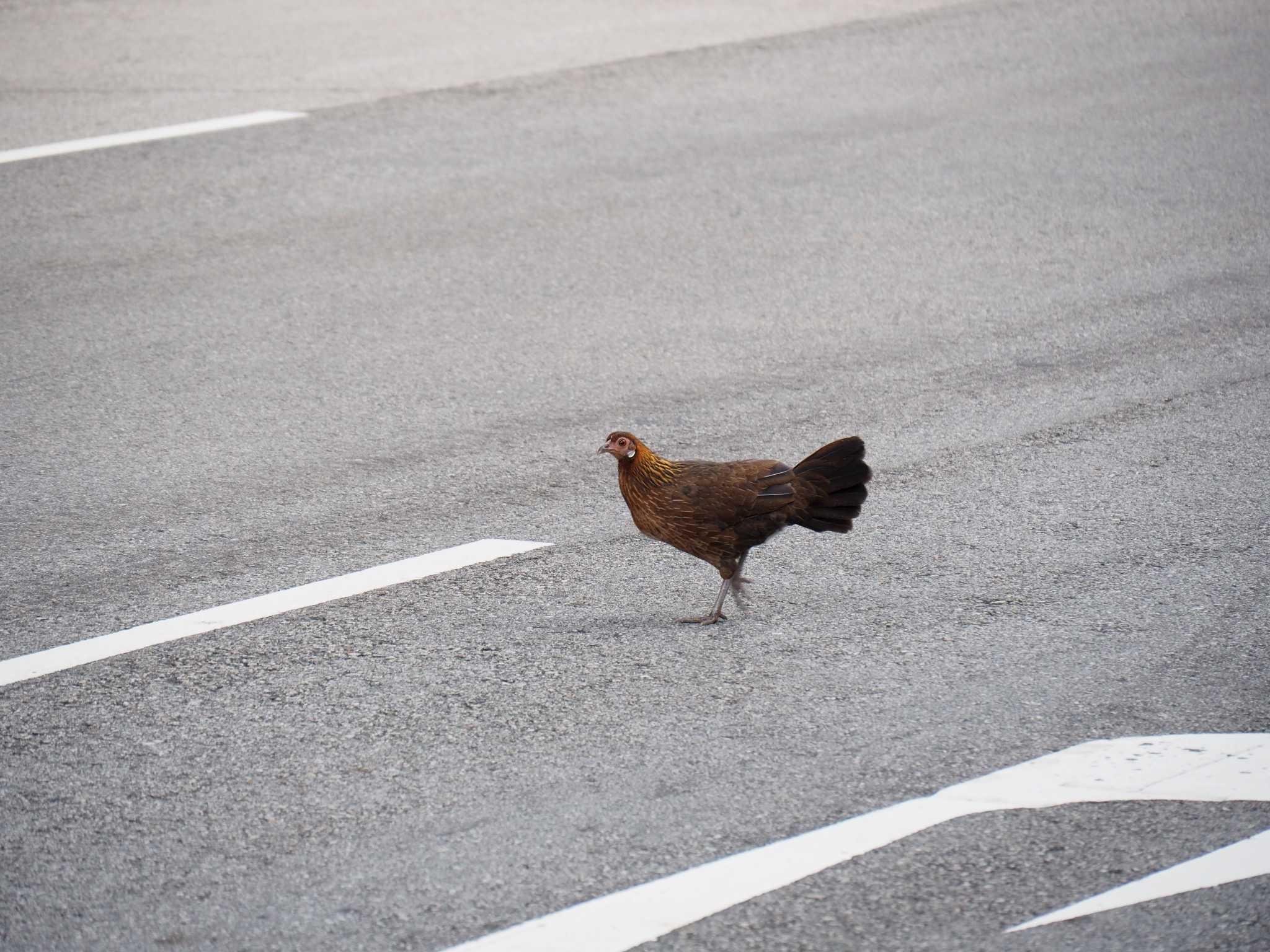 Red Junglefowl