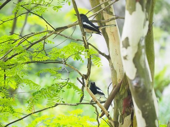 Oriental Magpie-Robin Fort Canning Park (Singapore) Mon, 10/30/2017