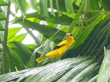 Black-naped Oriole Fort Canning Park (Singapore) Mon, 10/30/2017