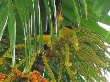 Black-naped Oriole Fort Canning Park (Singapore) Mon, 10/30/2017