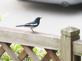 Oriental Magpie-Robin Fort Canning Park (Singapore) Mon, 10/30/2017