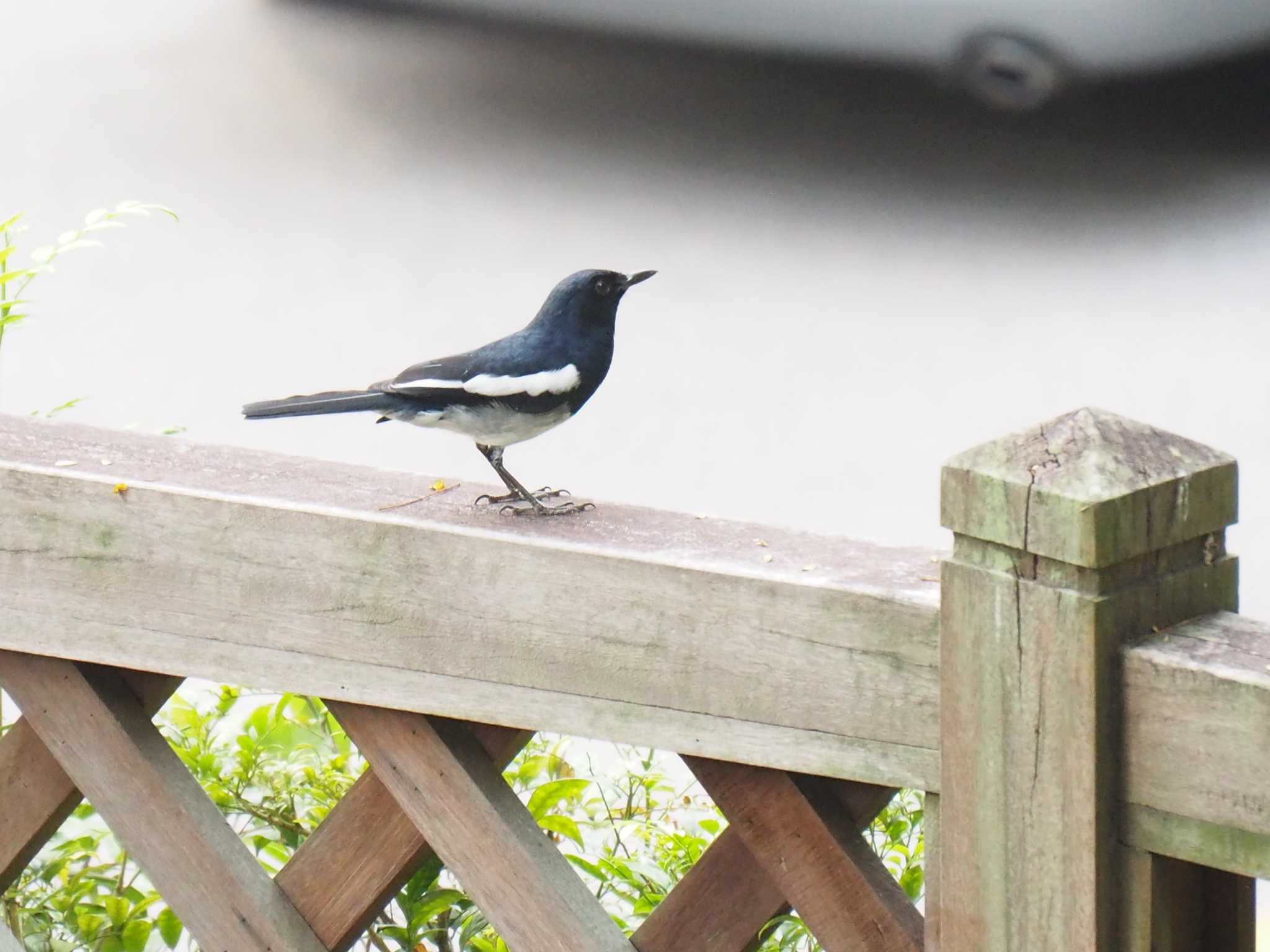 Oriental Magpie-Robin