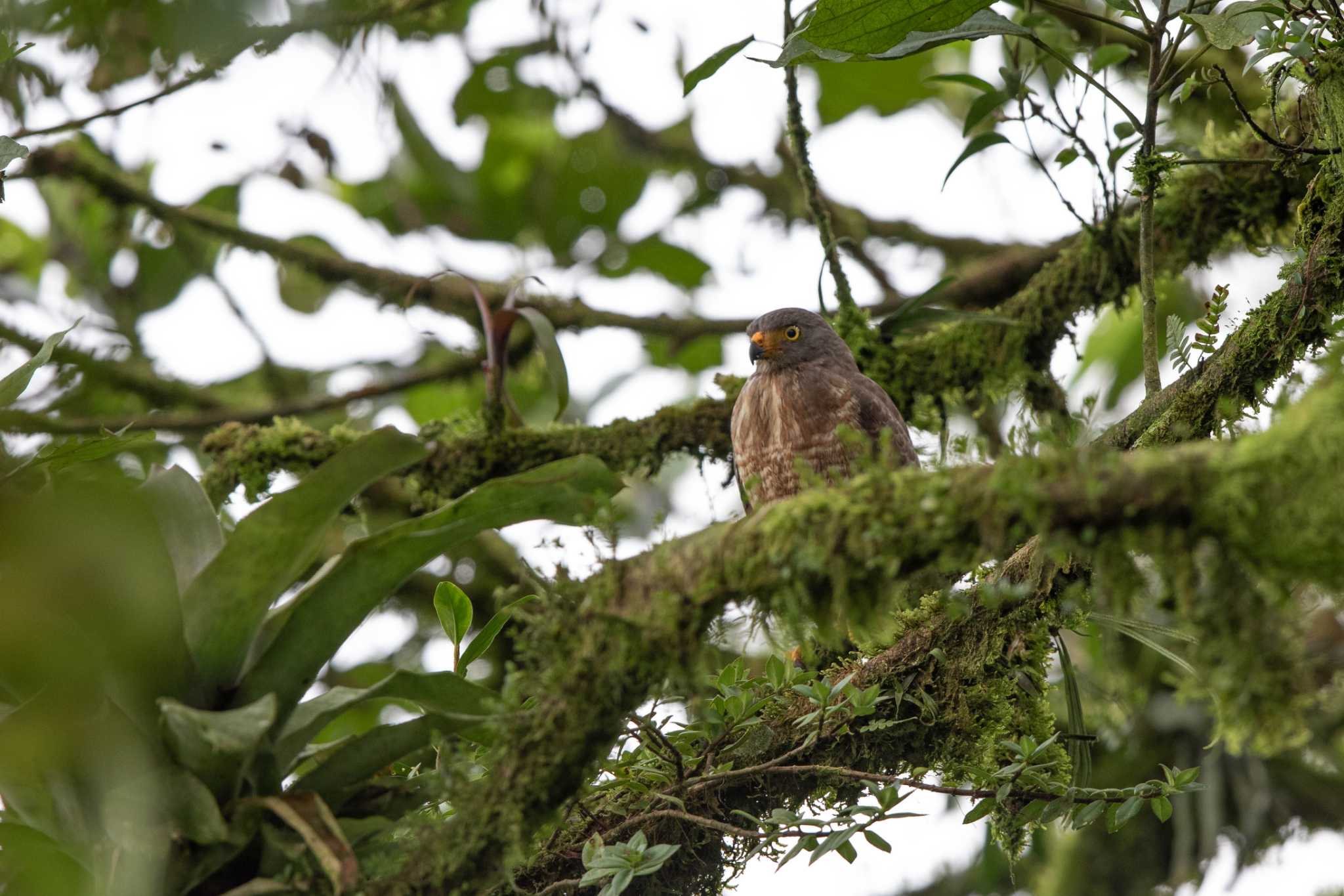 Photo of Roadside Hawk at La Mesa(Panama) by Trio