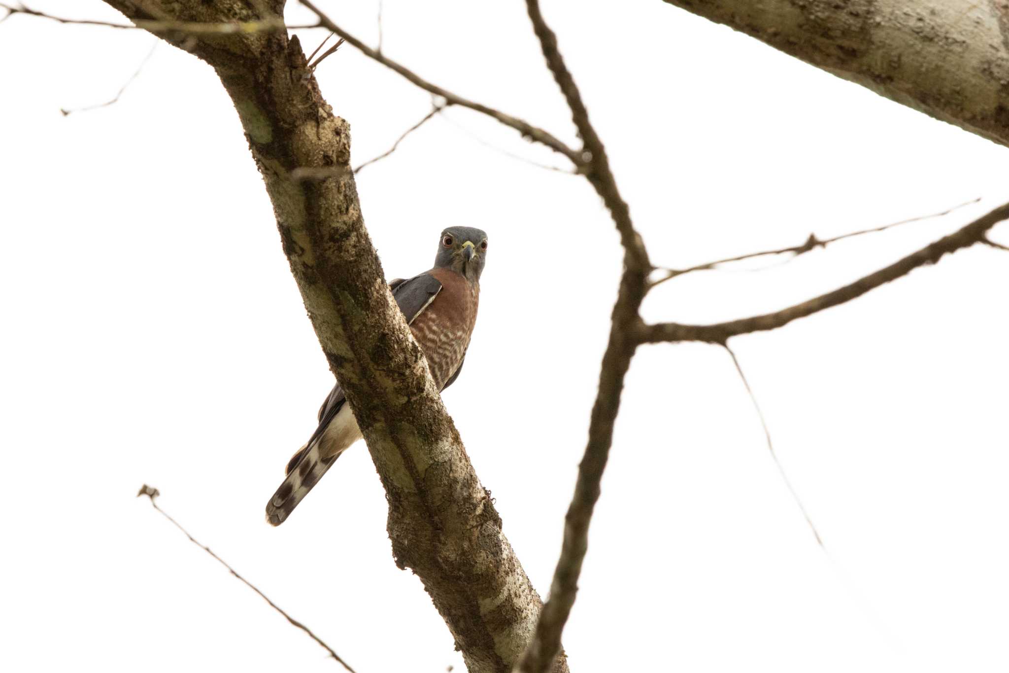 Double-toothed Kite