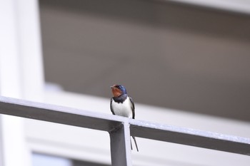 ツバメ 宮ヶ瀬湖 2017年5月4日(木)