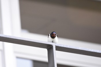 ツバメ 宮ヶ瀬湖 2017年5月4日(木)