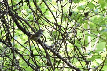 2017年5月4日(木) 宮ヶ瀬湖の野鳥観察記録