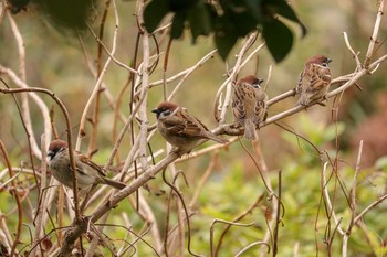 2019年2月14日(木) 三ツ池公園(横浜市鶴見区)の野鳥観察記録