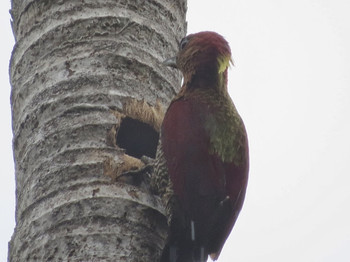 Banded Woodpecker マレーシア Unknown Date