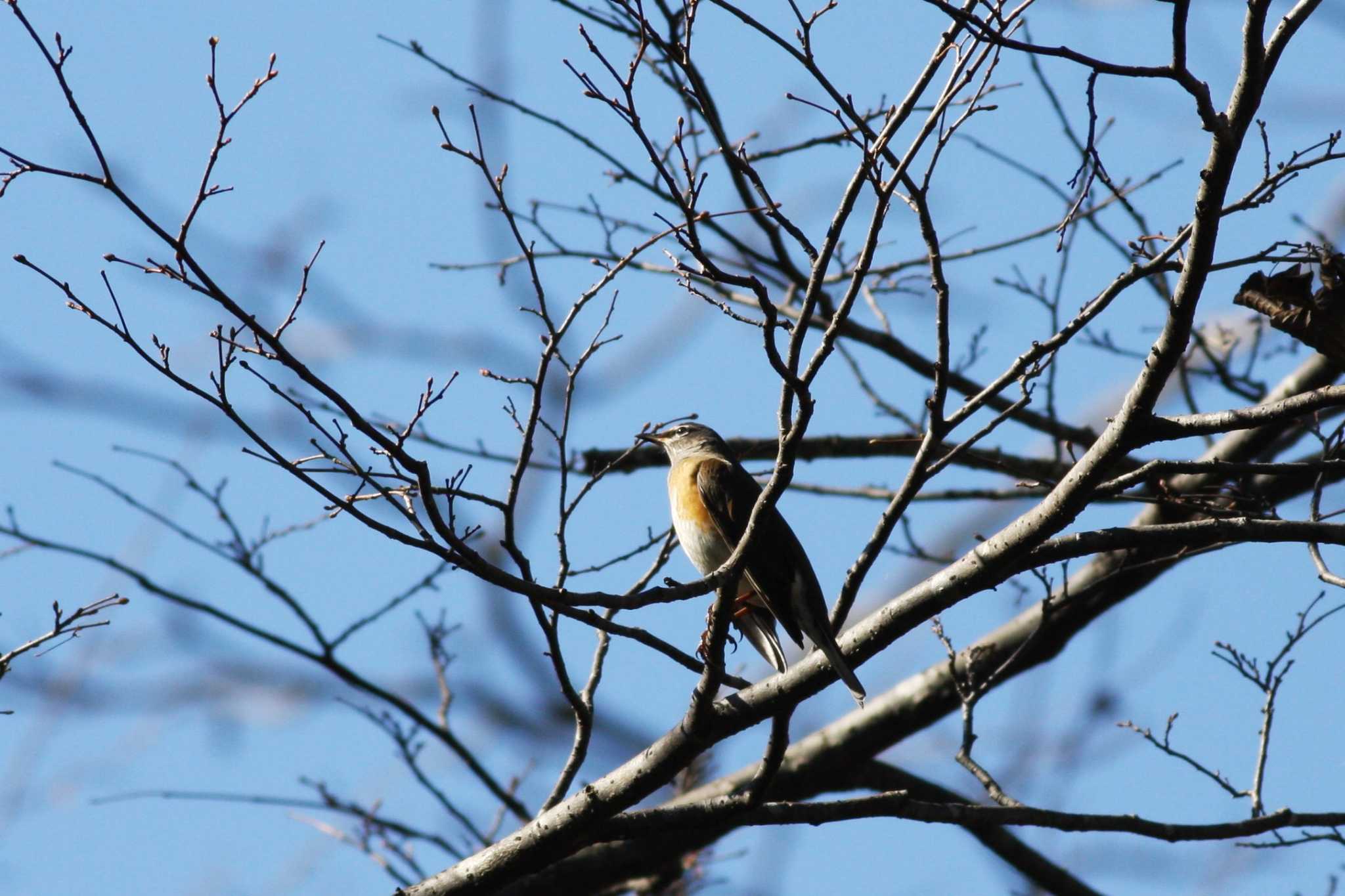 Photo of Eyebrowed Thrush at Togakushi Forest Botanical Garden by サンダーバード