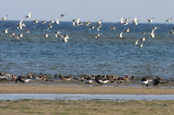 2014年11月23日(日) 五主海岸の野鳥観察記録