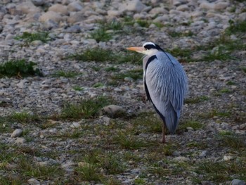 Sat, 2/16/2019 Birding report at 大栗川(多摩川合流地点)