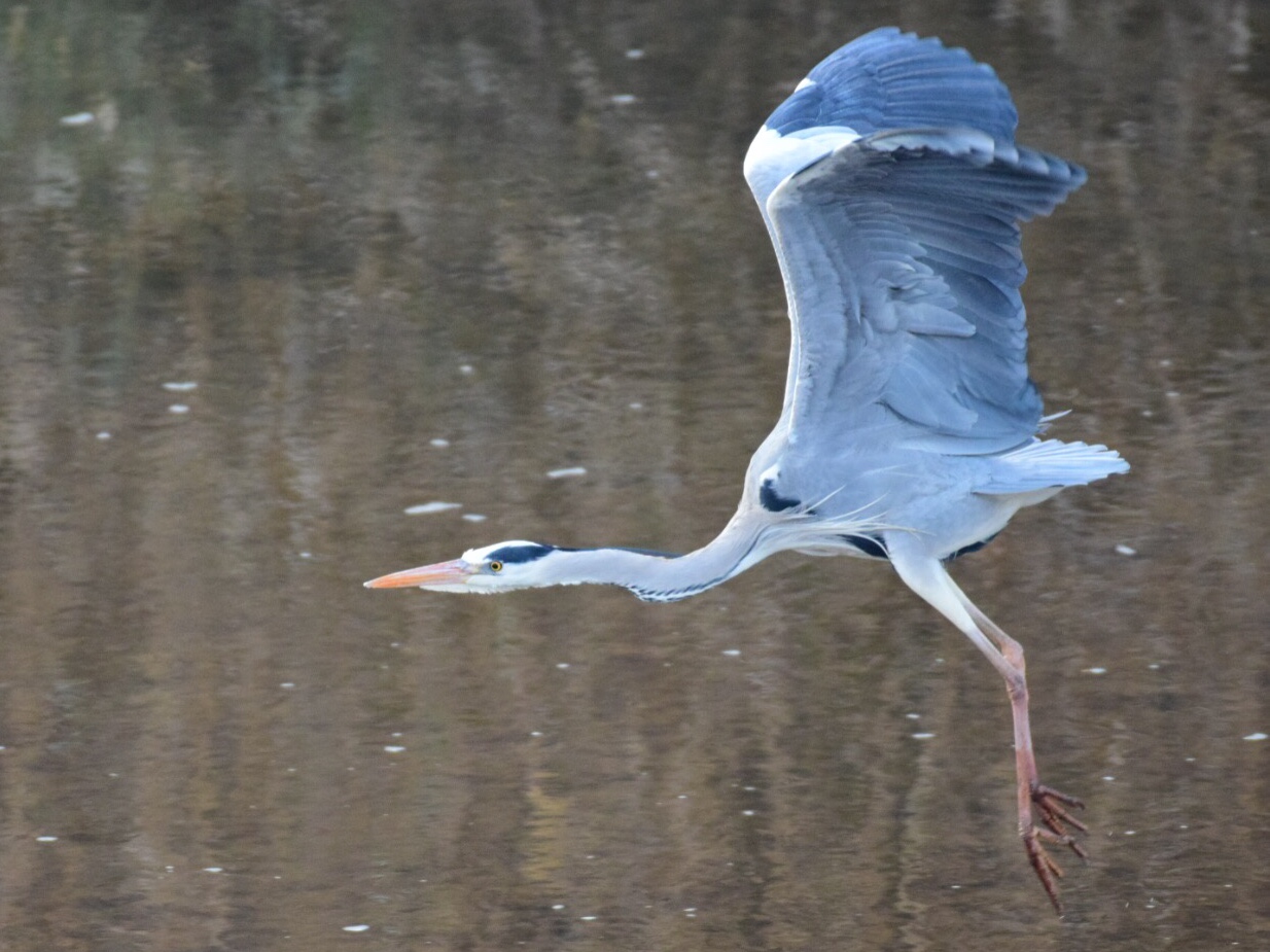 アオサギ