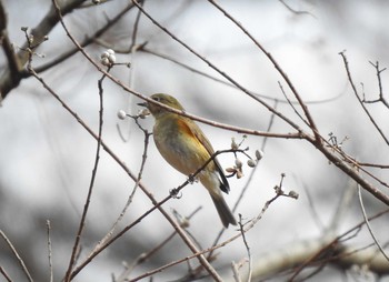 Red-flanked Bluetail 猪高緑地 Sat, 2/16/2019