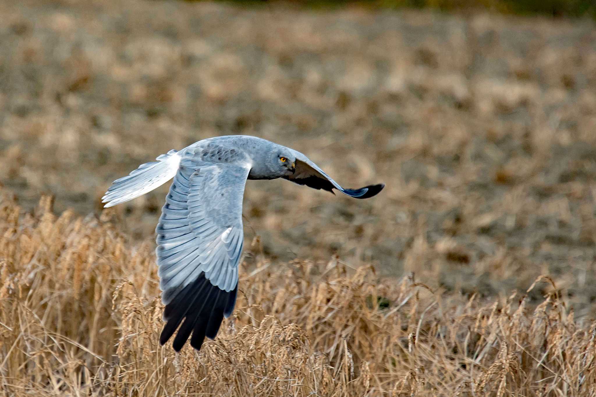 Photo of Hen Harrier at  by Tanago Gaia (ichimonji)