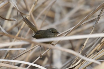 ウグイス 野川 2019年2月10日(日)