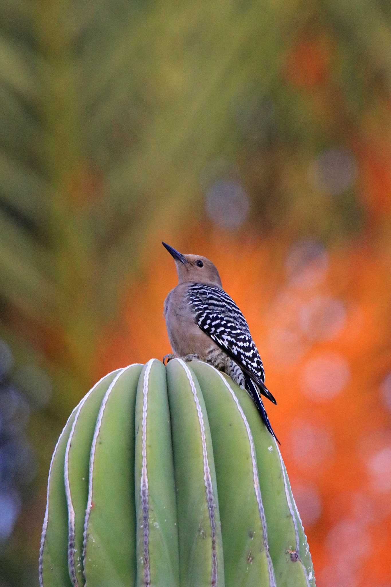 Photo of Gila Woodpecker at Pedregal Park(Mexico) by とみやん