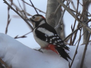 Great Spotted Woodpecker(japonicus) 札幌モエレ沼公園 Sat, 2/16/2019