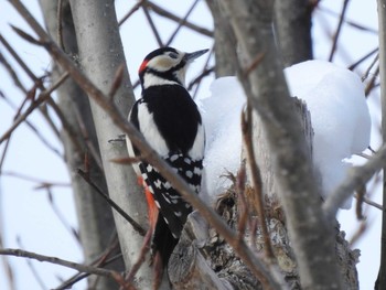Great Spotted Woodpecker(japonicus) 札幌モエレ沼公園 Sat, 2/16/2019
