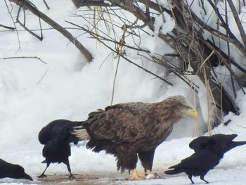 White-tailed Eagle 札幌モエレ沼公園 Sat, 2/16/2019