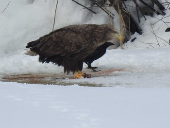 White-tailed Eagle 札幌モエレ沼公園 Sat, 2/16/2019