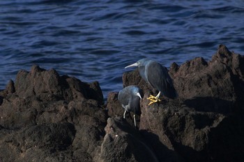 クロサギ 真鶴 2019年2月10日(日)