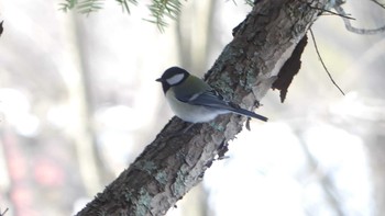 シジュウカラ 北大研究林(北海道大学苫小牧研究林) 2019年2月16日(土)