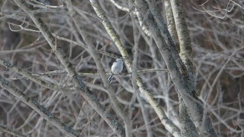 シマエナガ 北大研究林(北海道大学苫小牧研究林) 2019年2月16日(土)