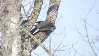 ヒヨドリ 北大研究林(北海道大学苫小牧研究林) 2019年2月16日(土)