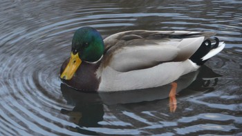 マガモ 北大研究林(北海道大学苫小牧研究林) 2019年2月16日(土)