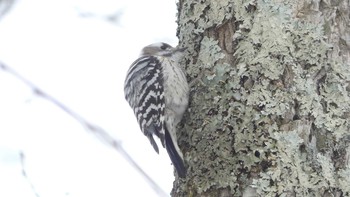 エゾコゲラ 北大研究林(北海道大学苫小牧研究林) 2019年2月16日(土)