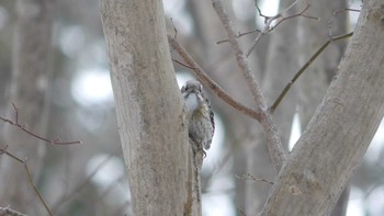 エゾコゲラ 北大研究林(北海道大学苫小牧研究林) 2019年2月16日(土)