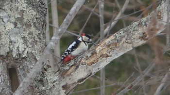 エゾアカゲラ 北大研究林(北海道大学苫小牧研究林) 2019年2月16日(土)