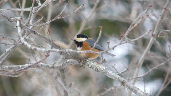 ヤマガラ 北大研究林(北海道大学苫小牧研究林) 2019年2月16日(土)