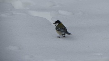 シジュウカラ 北大研究林(北海道大学苫小牧研究林) 2019年2月16日(土)