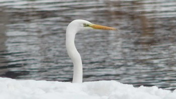 ダイサギ 北大研究林(北海道大学苫小牧研究林) 2019年2月16日(土)