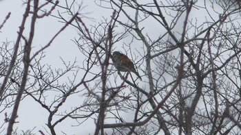 ツグミ 北大研究林(北海道大学苫小牧研究林) 2019年2月16日(土)