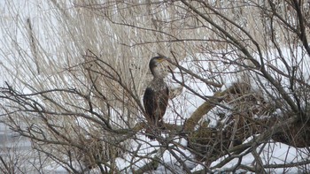 ウミウ 北大研究林(北海道大学苫小牧研究林) 2019年2月16日(土)